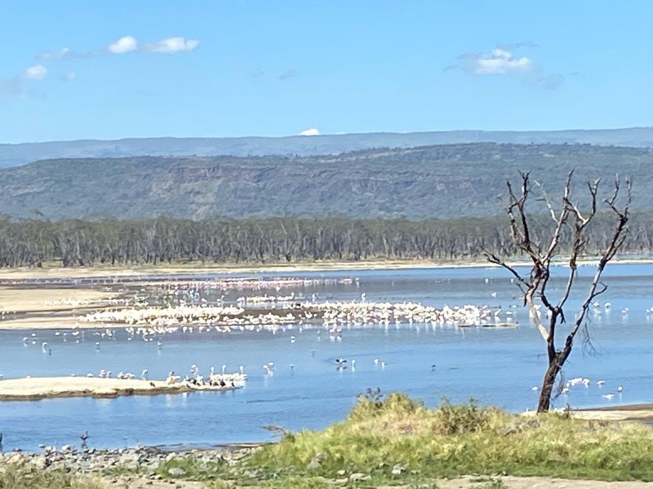 Flamingoes on the Rift Valley lakes